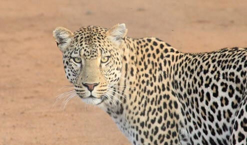 Fantastic Family Fun at Chester Zoo
