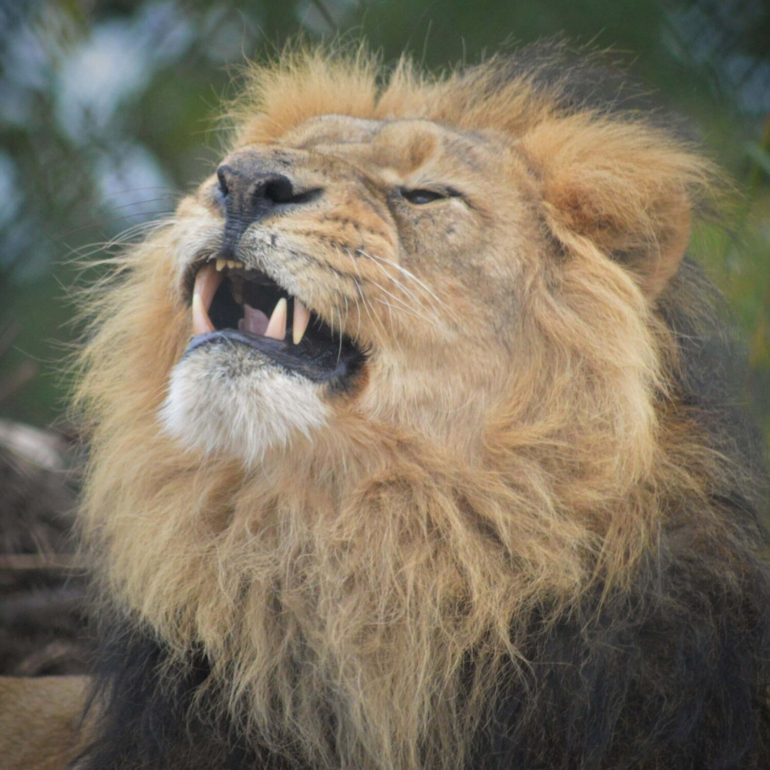 Fantastic Family Fun at Chester Zoo